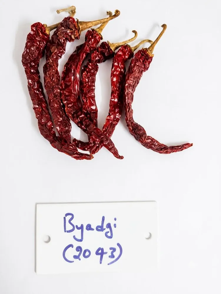 Byadgi 2043 lot chilli