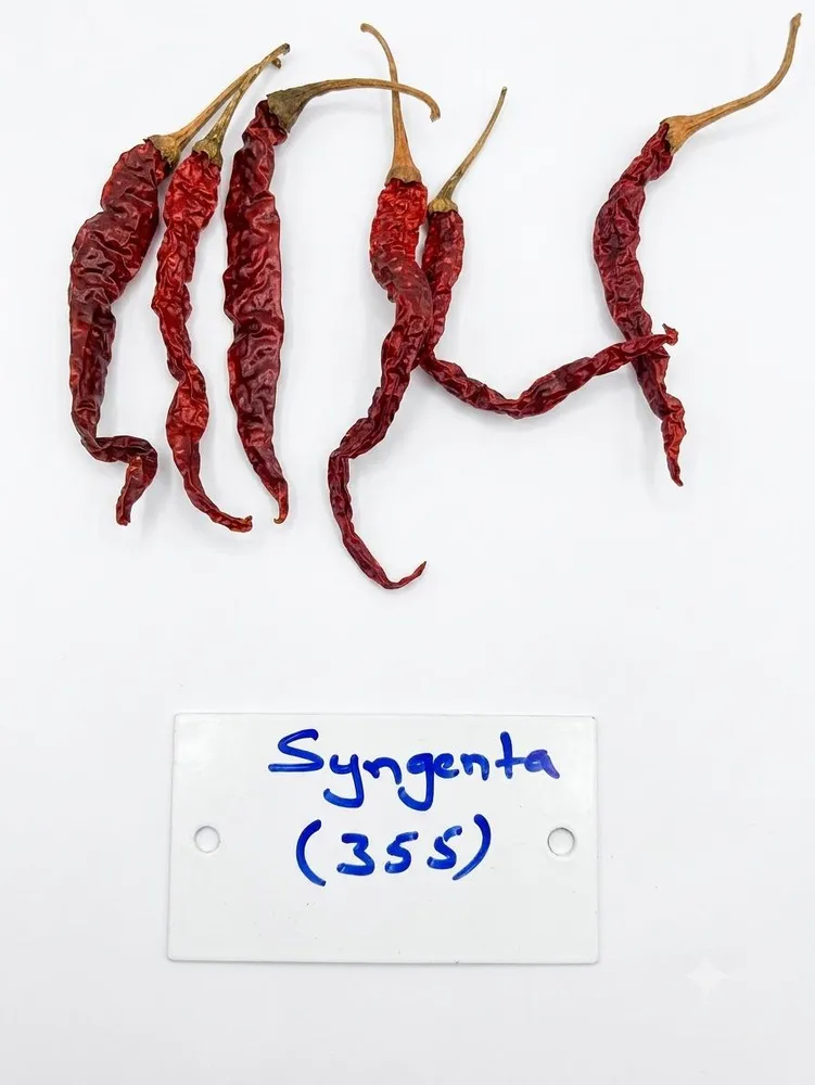 Byadgi (BSS 355) Guntur chilli