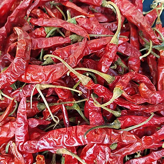4884 Guntur chilli