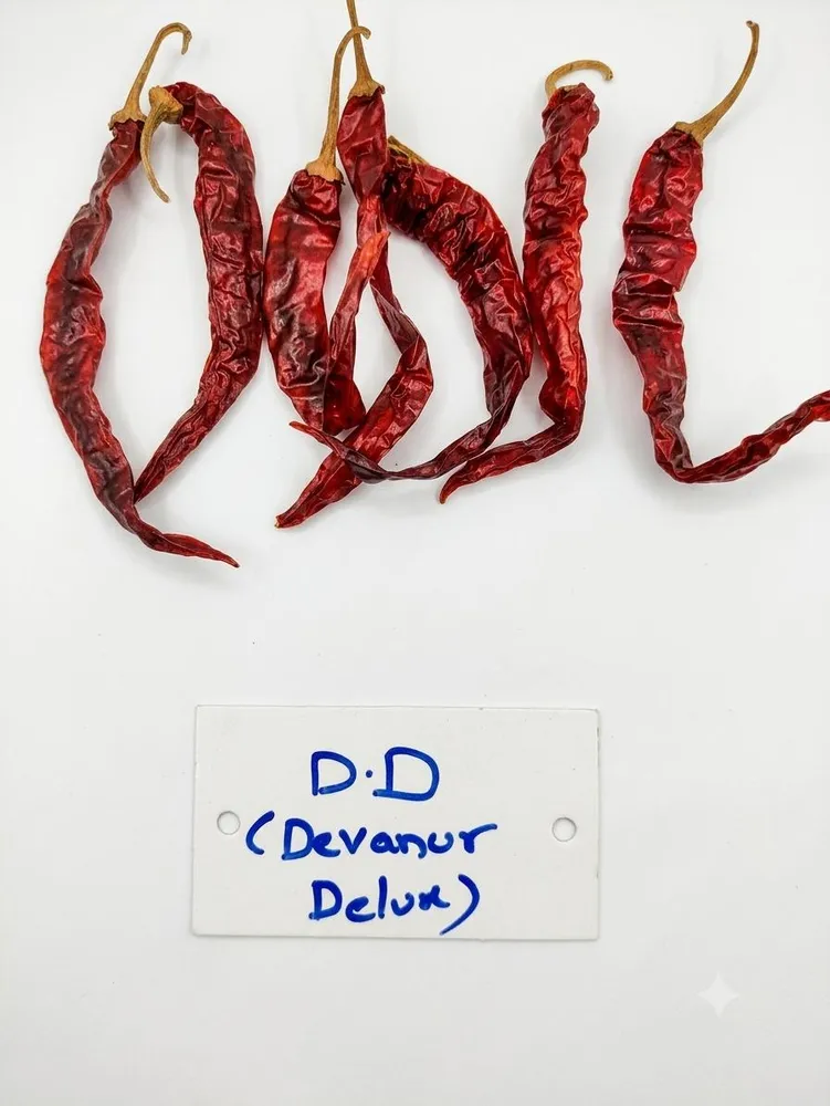 D.D Guntur chilli