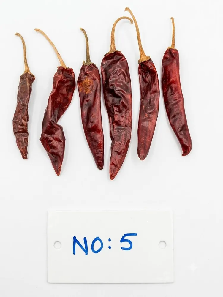 Indam 5 Guntur chilli