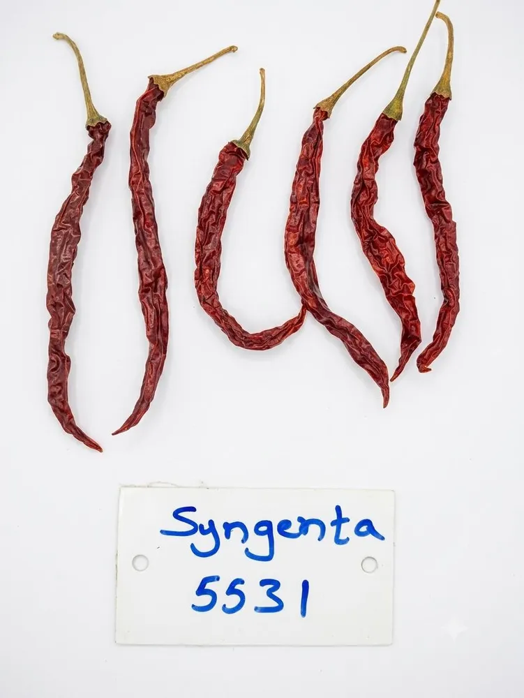 Syngenta 5531 Byadgi hybrid chilli