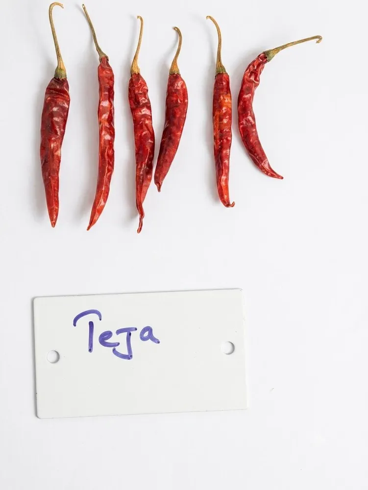 Teja Guntur chilli