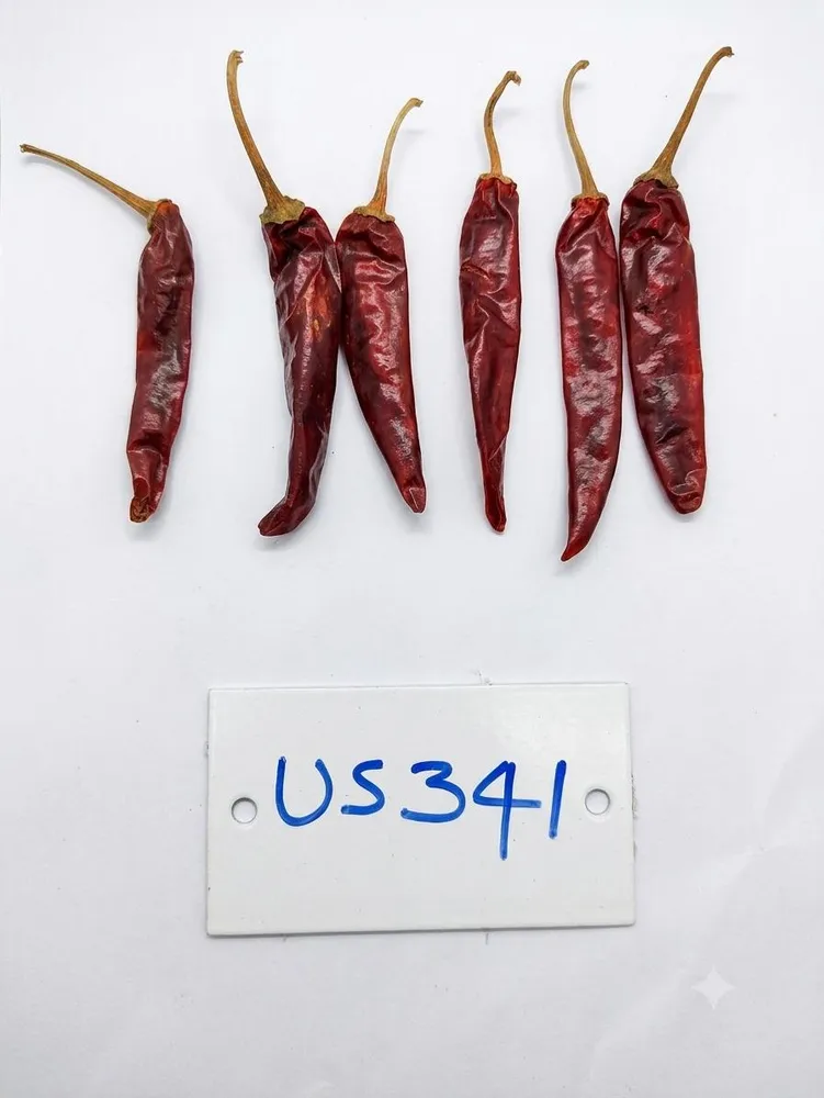 US 341 Guntur chilli