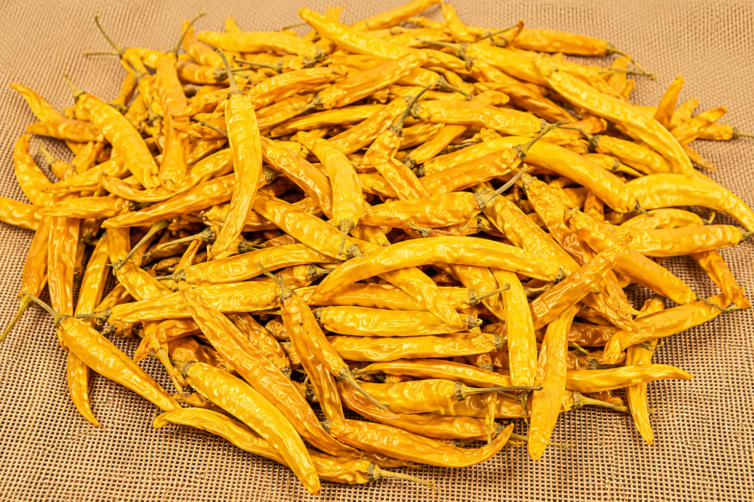 Whole dried yellow Guntur Mirchi chillies piled on burlap